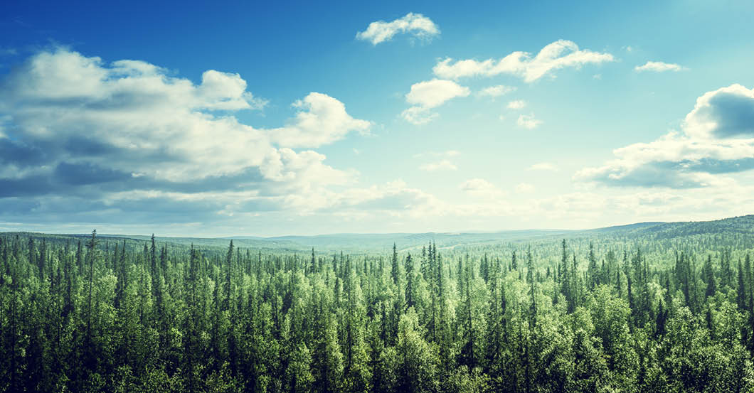 fir tree forest in sunny day